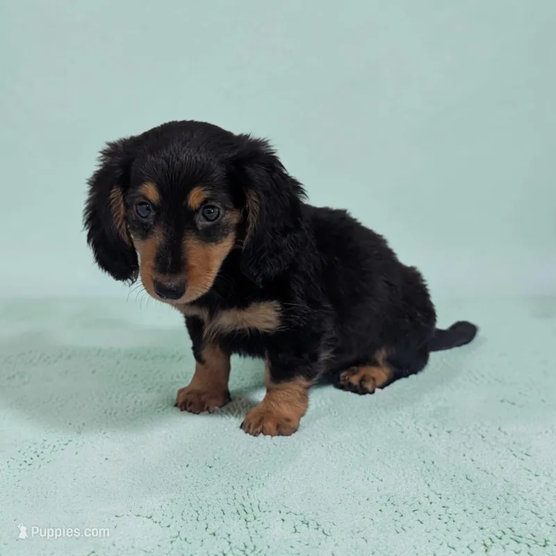 Benji – Miniature Dachshund puppy for sale in Dundee, OH