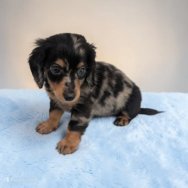 Peanut – Miniature Dachshund puppy for sale in Dundee, OH