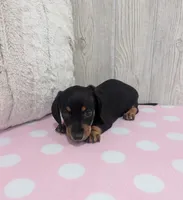 Sierra, a male Miniature Dachshund for sale in Dundee, OH – 5 of 6