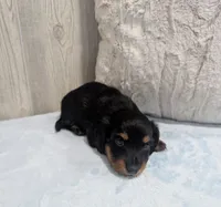 Blake, a male Miniature Dachshund for sale in Dundee, OH – 5 of 5