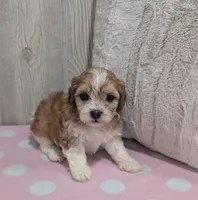 Tessa, a female Shihpoo for sale in Dundee, OH – 3 of 6