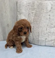 Arnold, a male Cavapoo for sale in Dundee, OH – 3 of 5