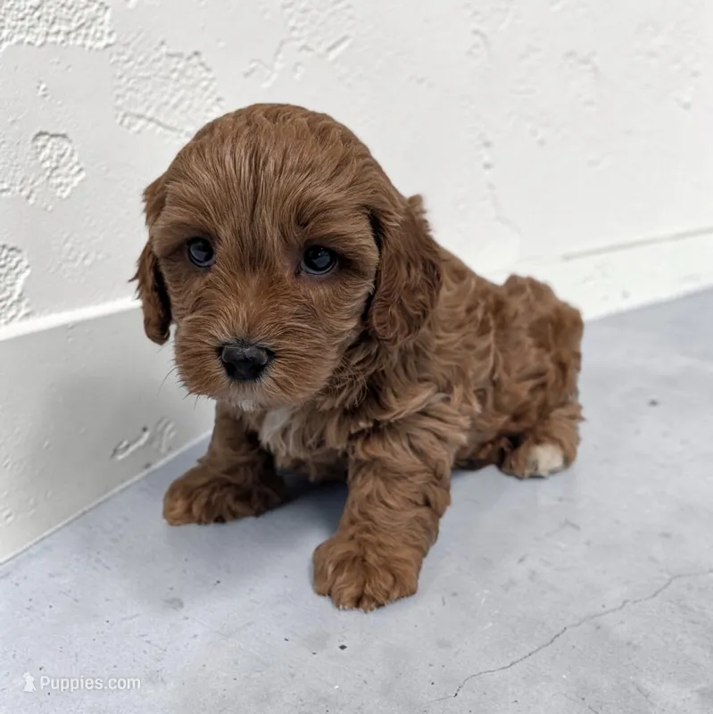 Lincoln – Cavapoo puppy for sale in Dundee, OH