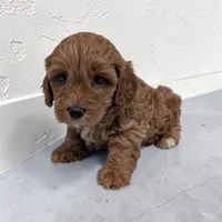 Lincoln, a male Cavapoo for sale in Dundee, OH – 1 of 4
