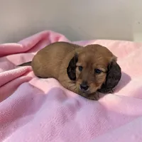 Penny, a female Miniature Dachshund for sale in Dundee, OH – 2 of 5