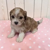 Tessa, a female Shihpoo for sale in Dundee, OH – 2 of 6