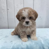Logan, a male Shihpoo for sale in Dundee, OH – 2 of 6