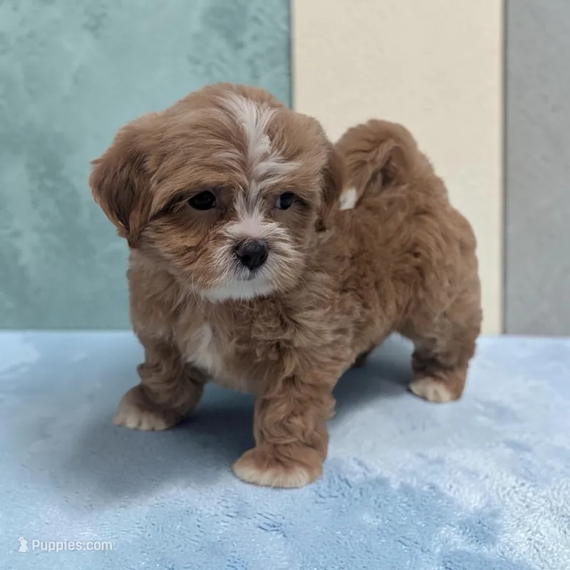 Luke, a male Shihpoo for sale in Dundee, OH – 1 of 6