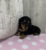 Brandy, a female Miniature Dachshund for sale in Dundee, OH – 3 of 4