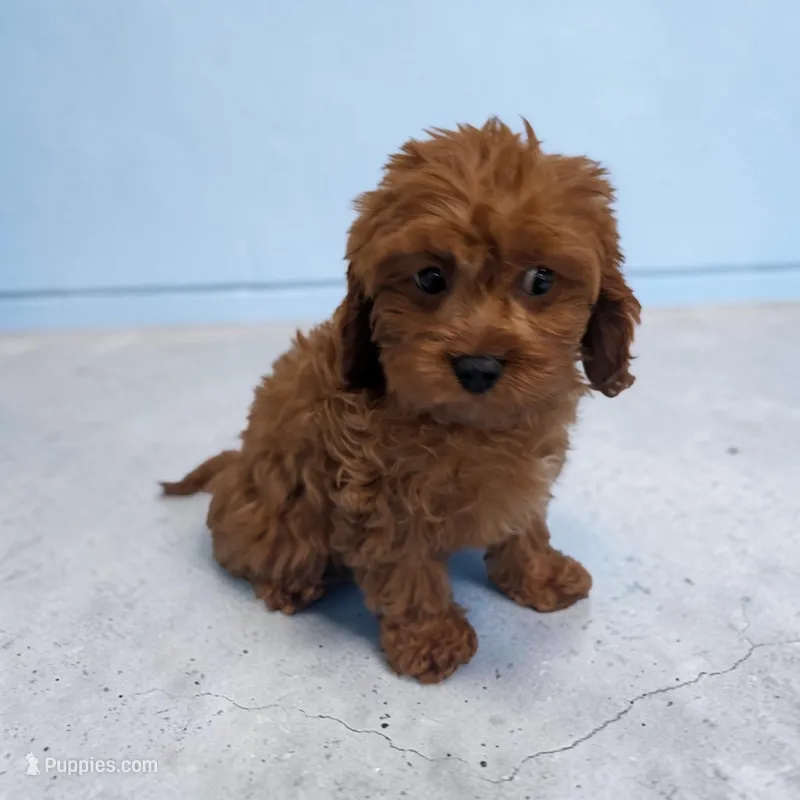 Archie – Cavapoo puppy for sale in Dundee, OH