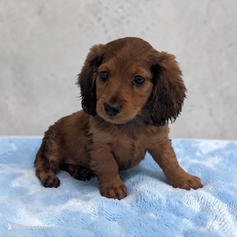 Bear – Miniature Dachshund puppy for sale in Dundee, OH