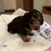 Blossom, a female Miniature Dachshund for sale in Dundee, OH – 2 of 4