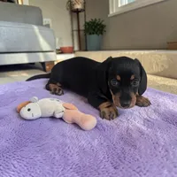 Sierra, a male Miniature Dachshund for sale in Dundee, OH – 2 of 6