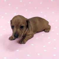 Polly, a female Miniature Dachshund for sale in Dundee, OH – 2 of 5