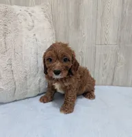 Alex, a male Cavapoo for sale in Dundee, OH – 3 of 5
