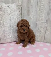 Lilly, a female Cavapoo for sale in Dundee, OH – 4 of 4