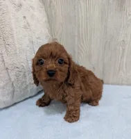 Aero, a  Cavapoo for sale in Dundee, OH – 4 of 5