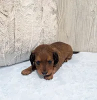 Bear, a male Miniature Dachshund for sale in Dundee, OH – 4 of 5
