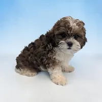 Theo, a male Shihpoo for sale in Dundee, OH – 2 of 5