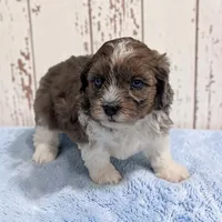 Toby, a male Shihpoo for sale in Dundee, OH – 3 of 6