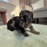 Prince, a male Miniature Dachshund for sale in Dundee, OH – 2 of 4