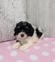 Cherry, a female Cavapoo for sale in Dundee, OH – 4 of 6