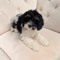 Clover, a female Cavapoo for sale in Dundee, OH – 2 of 6