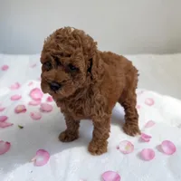 Lilly, a female Cavapoo for sale in Dundee, OH – 2 of 4