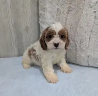 Asher, a male Cavapoo for sale in Dundee, OH – 3 of 5