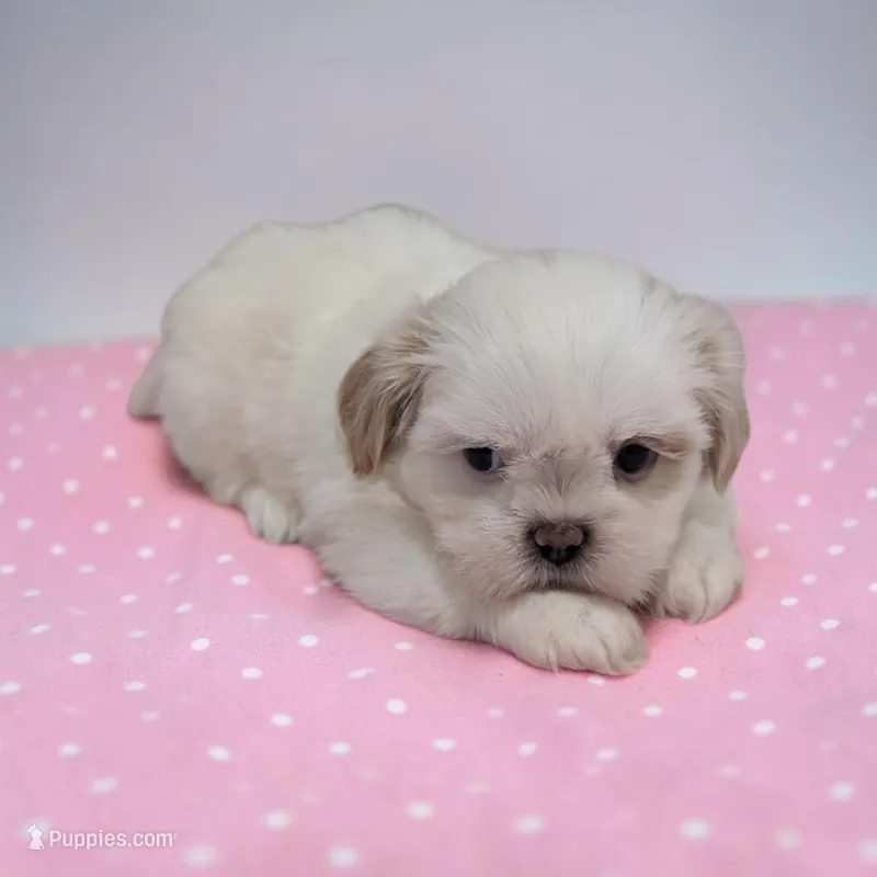 Daisy – Shih Tzu puppy for sale in Dundee, OH