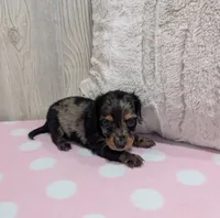 Maggie, a female Miniature Dachshund for sale in Dundee, OH – 3 of 5