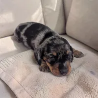 Scarlet, a female Miniature Dachshund for sale in Dundee, OH – 2 of 4
