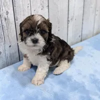 Teddy, a male Shihpoo for sale in Dundee, OH – 2 of 6