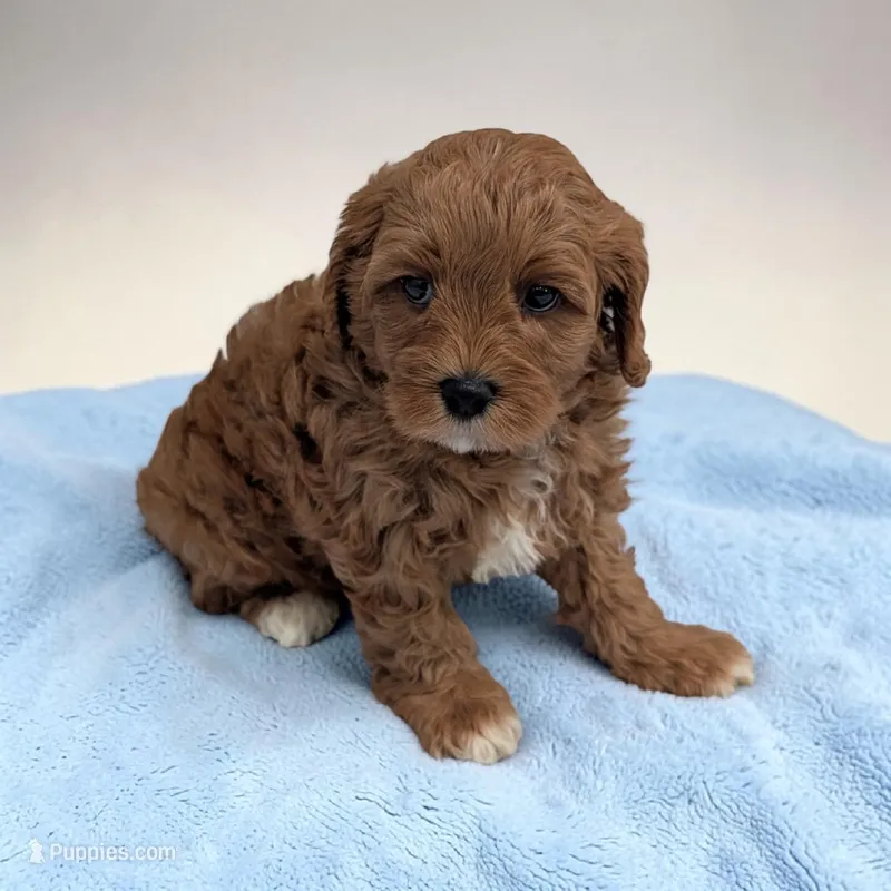 Logan – Cavapoo puppy for sale in Dundee, OH