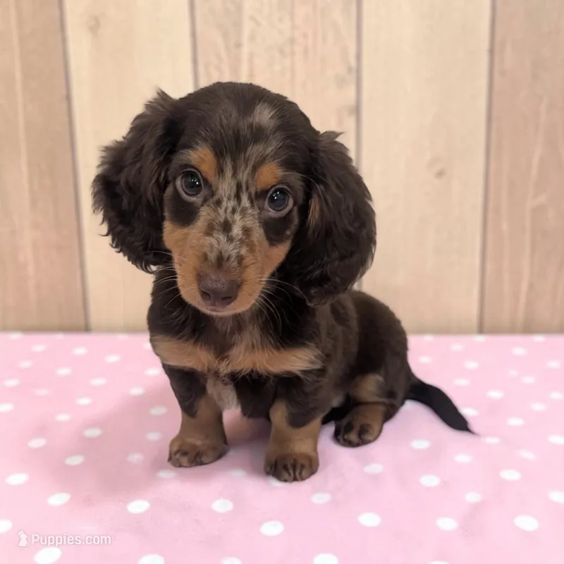 Blossom – Miniature Dachshund puppy for sale in Dundee, OH