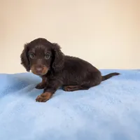Lincoln, a male Miniature Dachshund for sale in Dundee, OH – 2 of 7