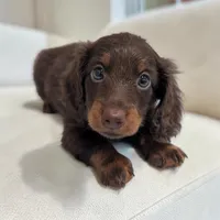 Lincoln, a male Miniature Dachshund for sale in Dundee, OH – 3 of 7