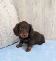 Lincoln, a male Miniature Dachshund for sale in Dundee, OH – 1 of 7