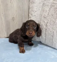 Lincoln, a male Miniature Dachshund for sale in Dundee, OH – 5 of 7