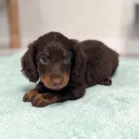 Lincoln, a male Miniature Dachshund for sale in Dundee, OH – 4 of 7
