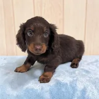 Lincoln, a male Miniature Dachshund for sale in Dundee, OH – 6 of 7