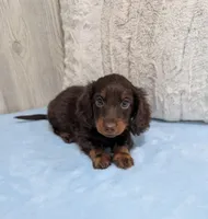 Lincoln, a male Miniature Dachshund for sale in Dundee, OH – 7 of 7