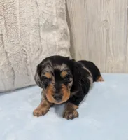 Shadow , a male Miniature Dachshund for sale in Dundee, OH – 4 of 4