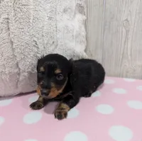 Maple, a female Miniature Dachshund for sale in Dundee, OH – 3 of 5