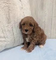 Logan, a male Cavapoo for sale in Dundee, OH – 4 of 4