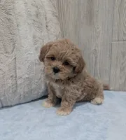 Lincoln, a male Shihpoo for sale in Dundee, OH – 4 of 6