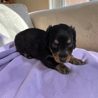 Maple, a female Miniature Dachshund for sale in Dundee, OH – 2 of 5