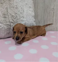 Polly, a female Miniature Dachshund for sale in Dundee, OH – 4 of 5