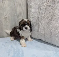 Teddy, a male Shihpoo for sale in Dundee, OH – 6 of 6