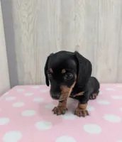 Sierra, a male Miniature Dachshund for sale in Dundee, OH – 6 of 6